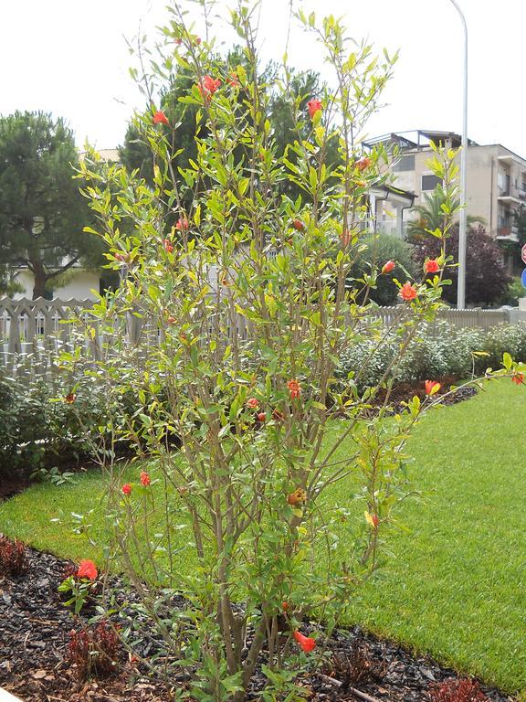 B&B Erika San Benedetto del Tronto Esterno foto